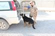 Prca prslunkov  Vojenskej polcie v opercii ISAF